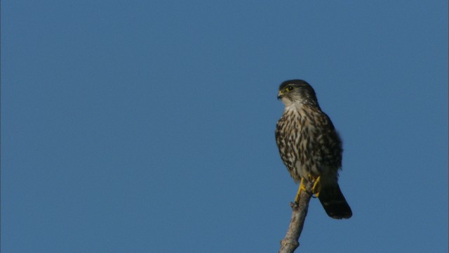 Faucon émerillon (columbarius) - ML465827