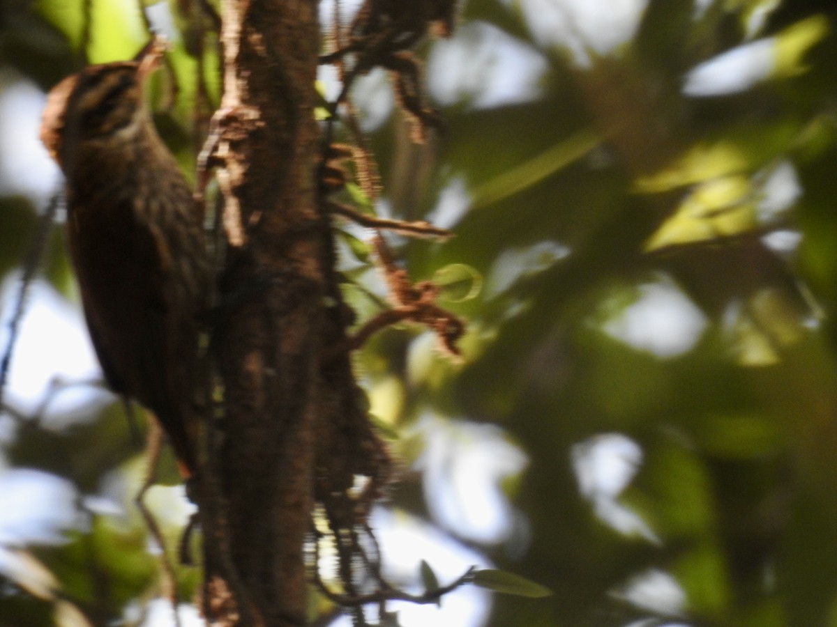 Streaked Xenops - ML465827061