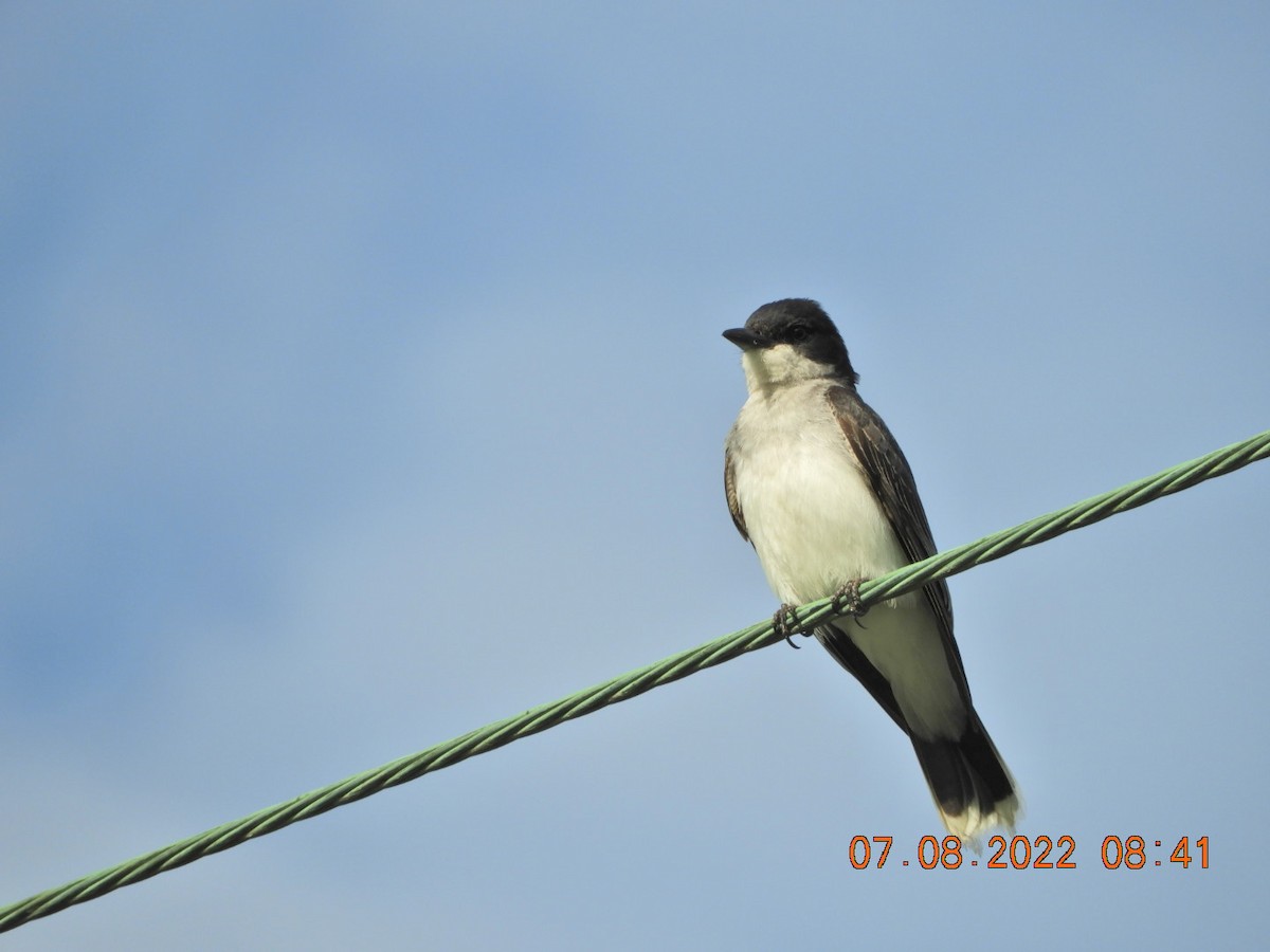 Eastern Kingbird - ML465827241