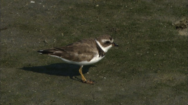 Semipalmated Plover - ML465828