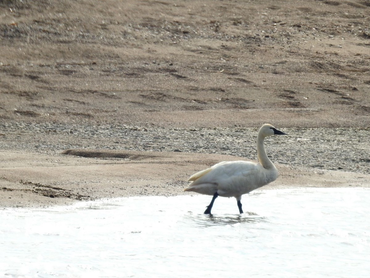 Tundra Swan - ML465828931