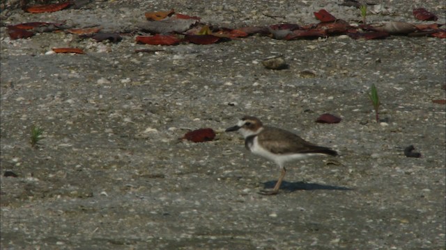 Wilson's Plover - ML465829