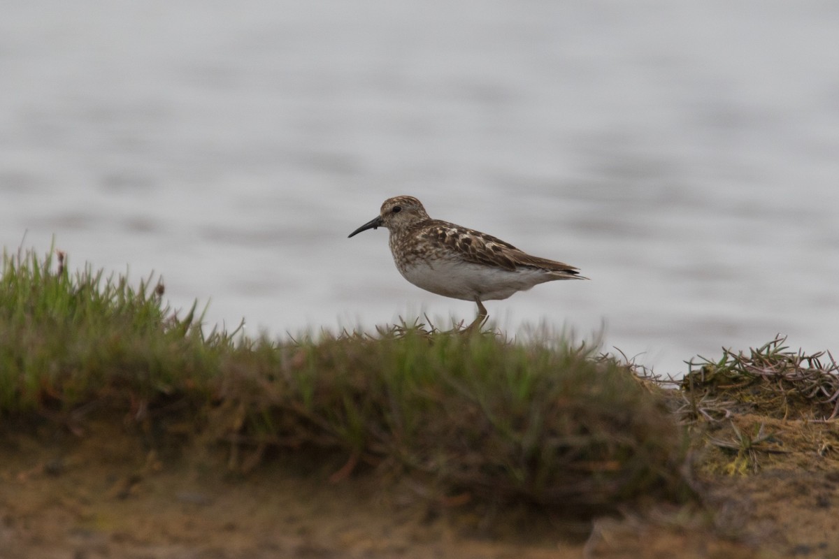 Least Sandpiper - Detcheverry Joël