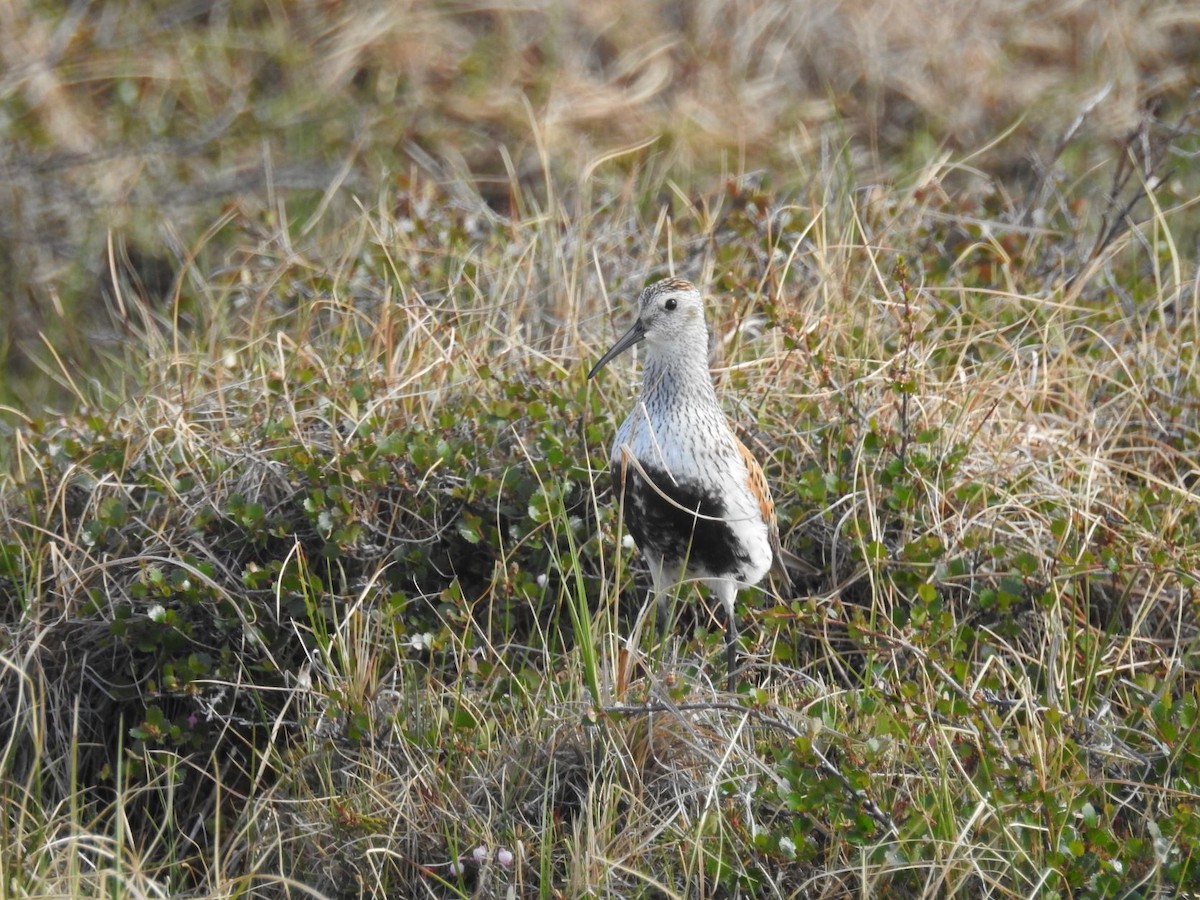 Dunlin - ML465829971