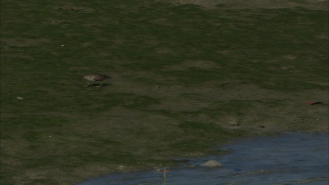 Chevalier grivelé - ML465830