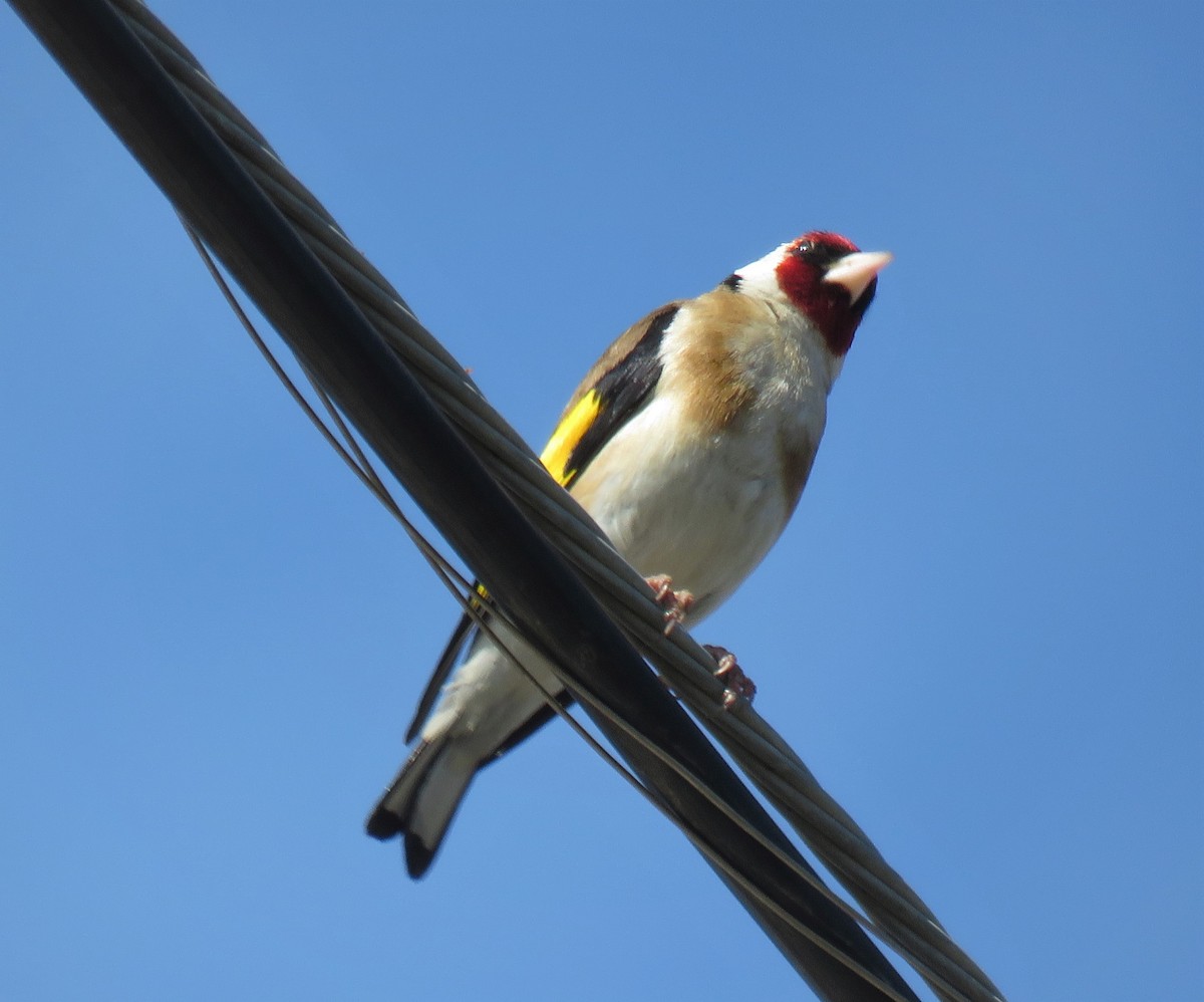 European Goldfinch - ML465830361