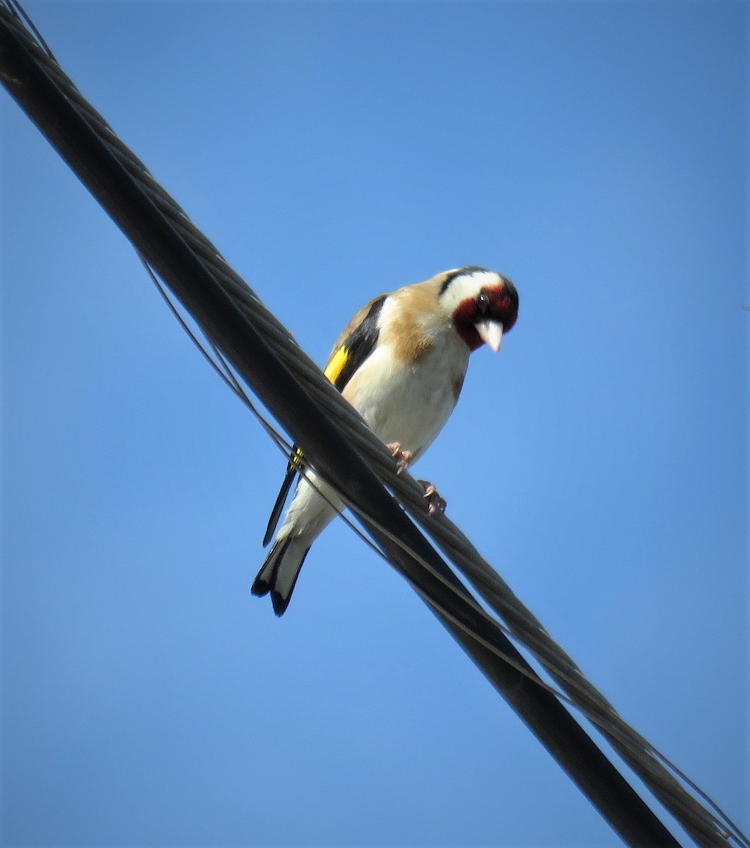 European Goldfinch - ML465830391