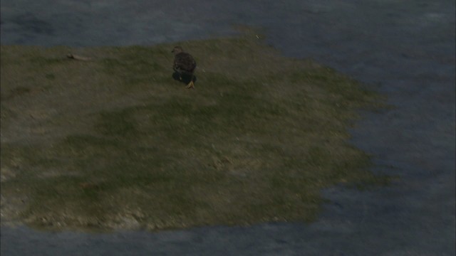 Chevalier grivelé - ML465831