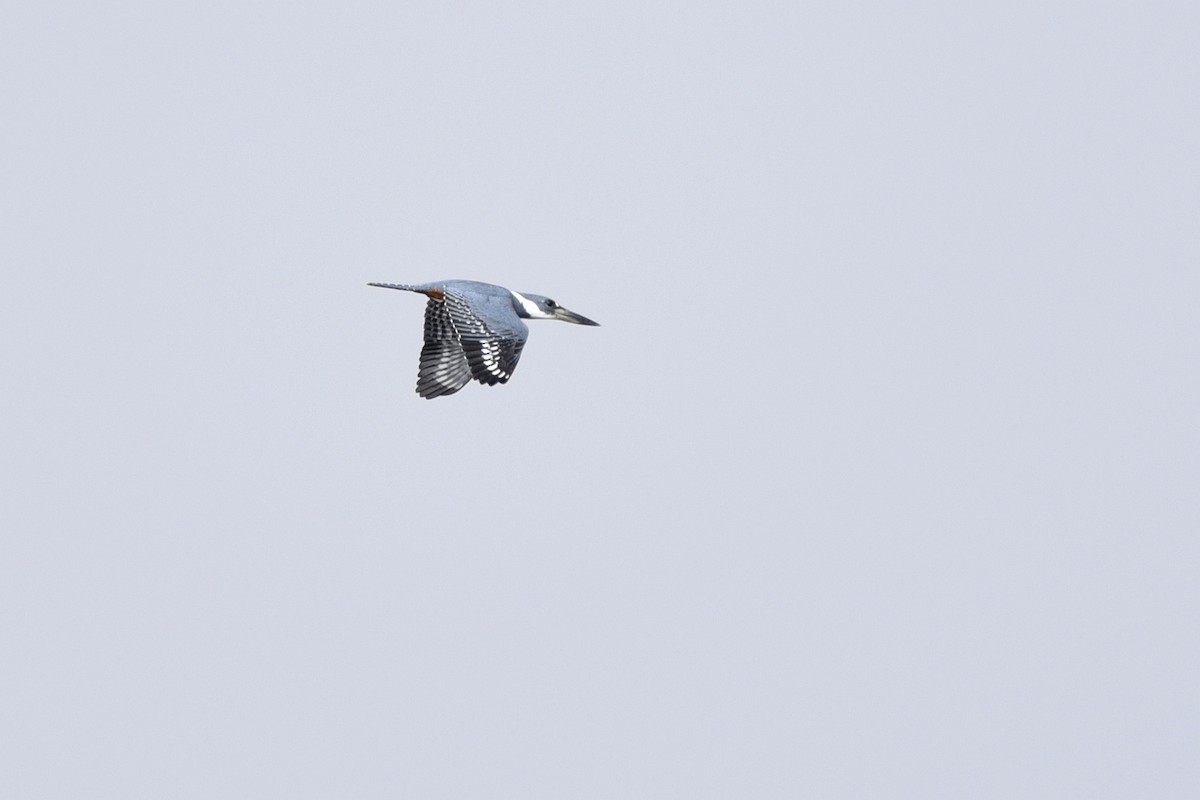 Ringed Kingfisher - ML465831061