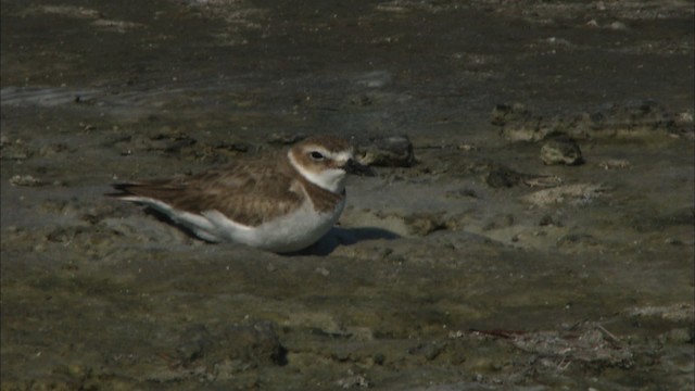 Pluvier de Wilson - ML465832