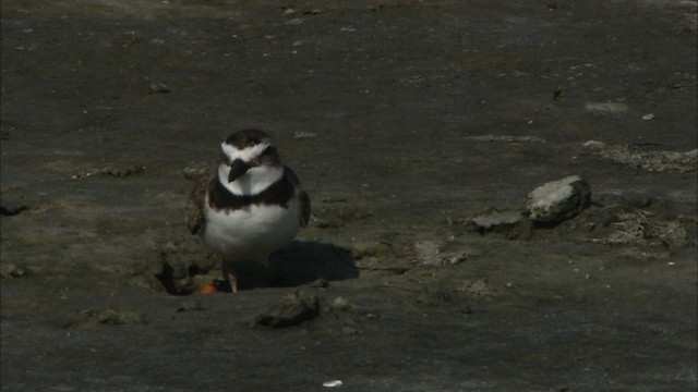 Wilson's Plover - ML465833