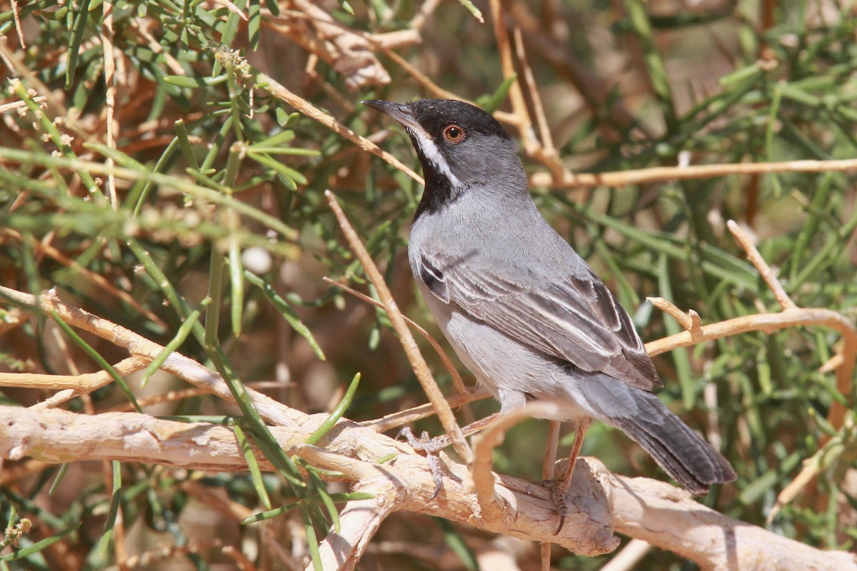 Curruca de Rüppell - ML46583351