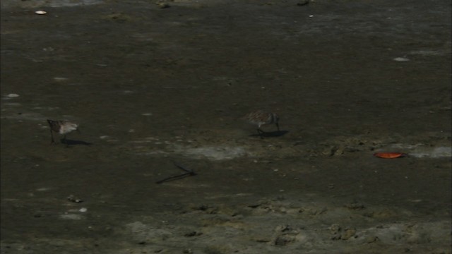 Western Sandpiper - ML465834