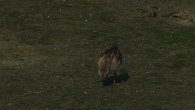 Least Sandpiper - ML465835