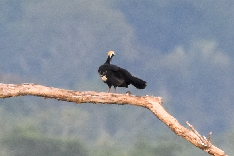 Blue-throated Piping-Guan - Ted Kavanagh