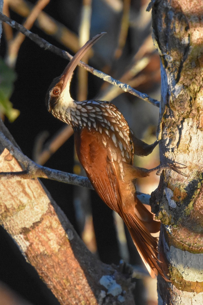 Long-billed Woodcreeper - Ted Kavanagh