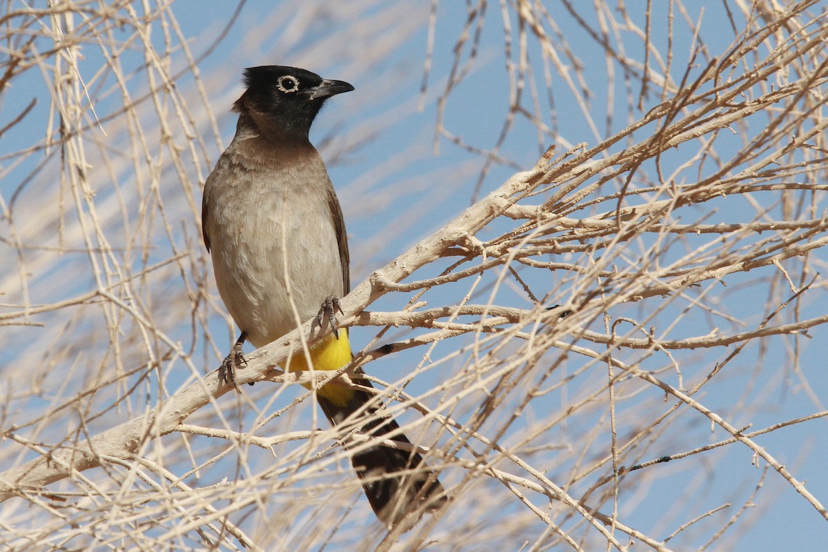 White-spectacled Bulbul - ML46583571