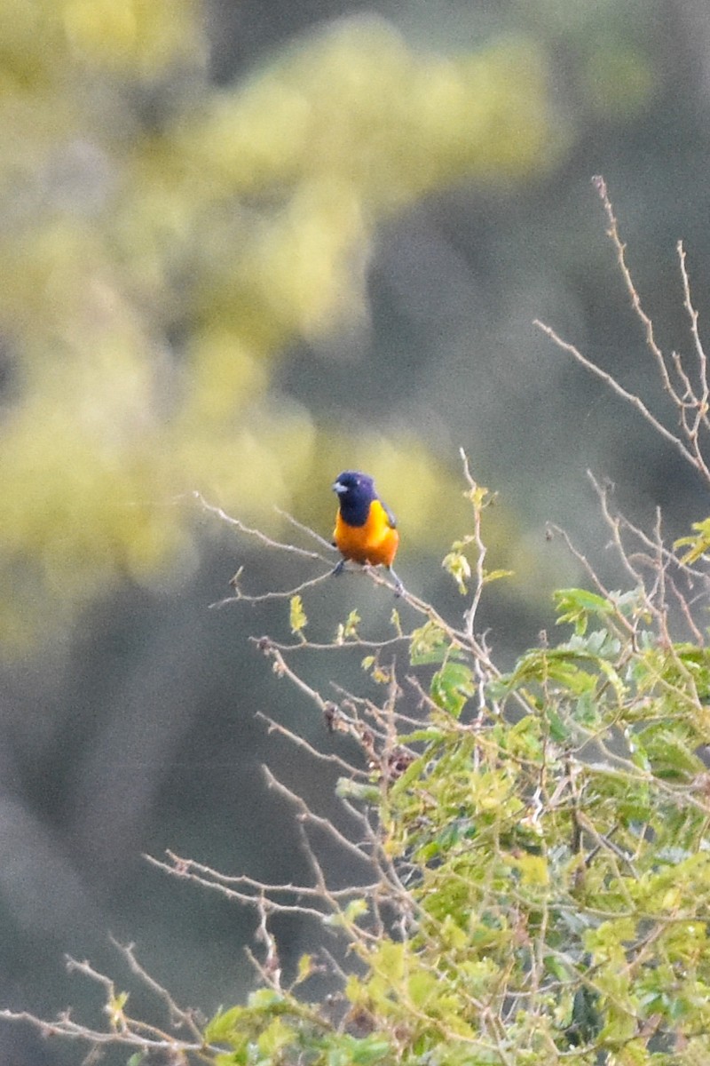 Rufous-bellied Euphonia - Ted Kavanagh