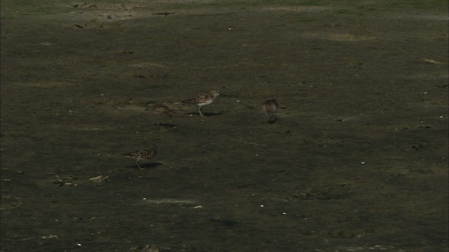 Least Sandpiper - ML465836