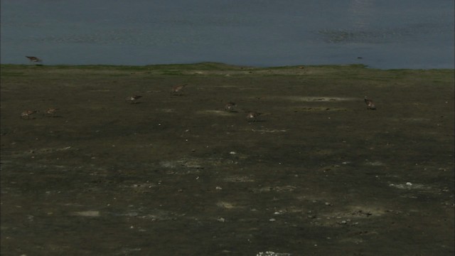 Bécasseau minuscule - ML465837