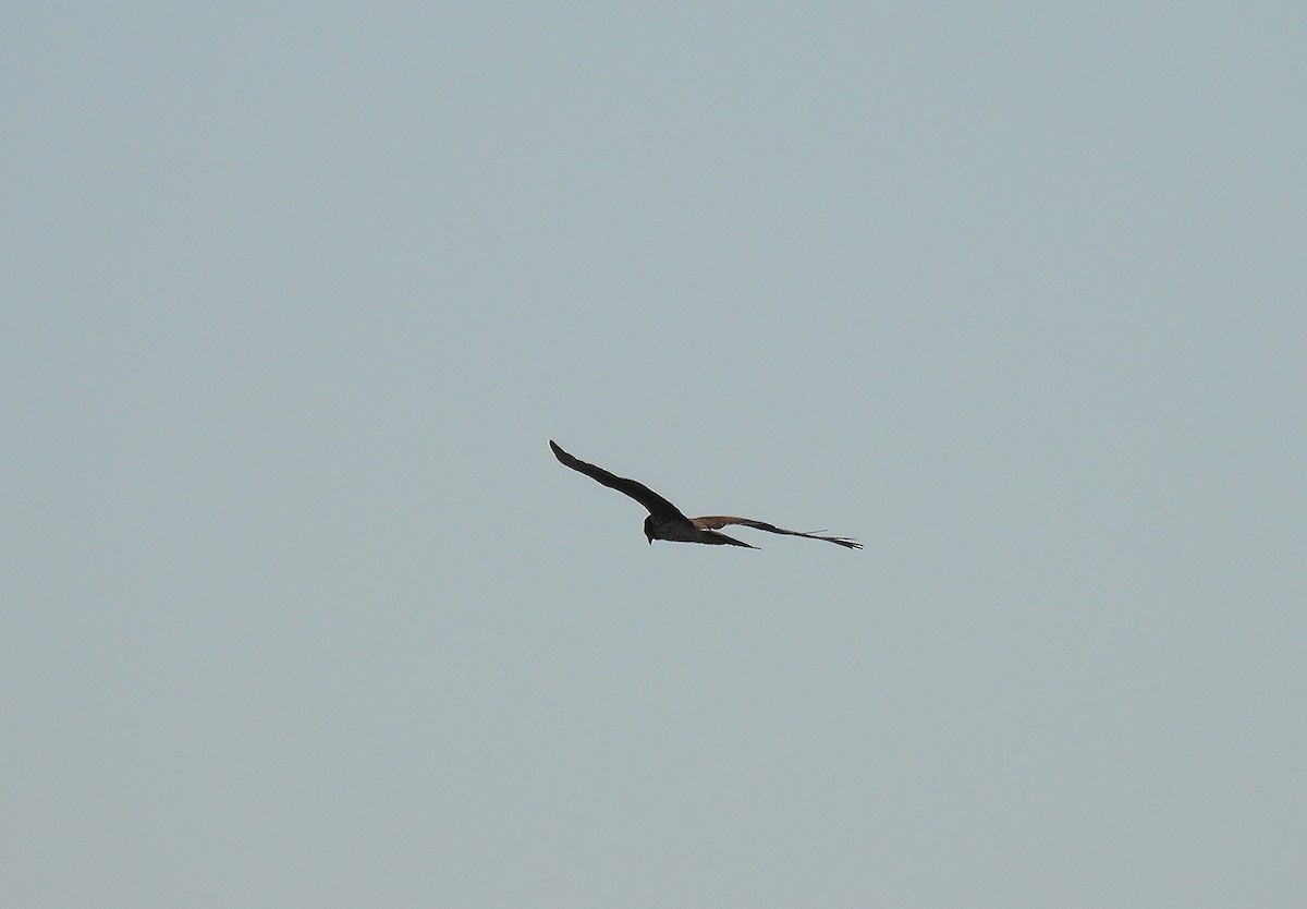 Aguilucho de Azara - ML465837001