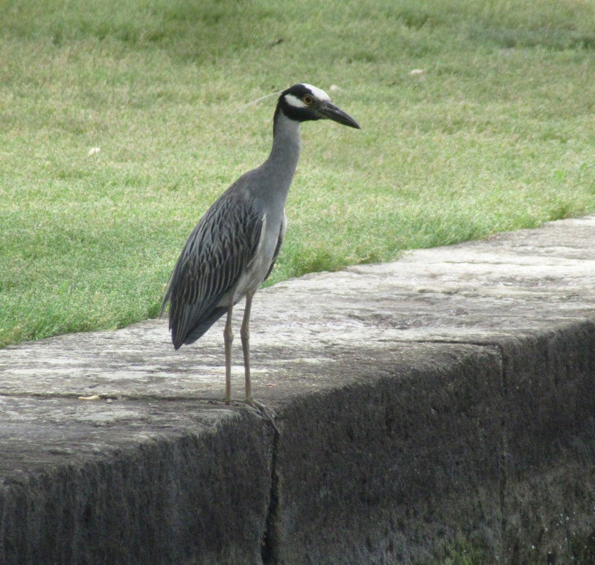 Yellow-crowned Night Heron - ML465837461