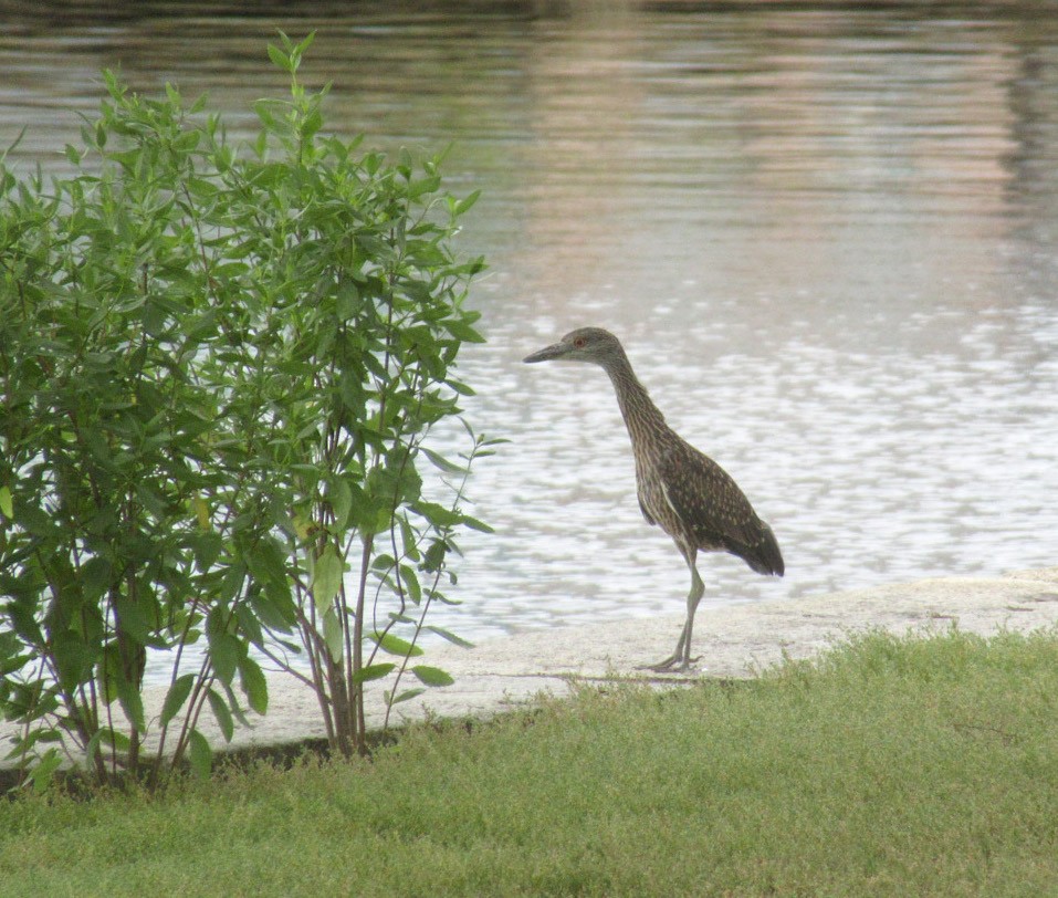 Yellow-crowned Night Heron - ML465837471