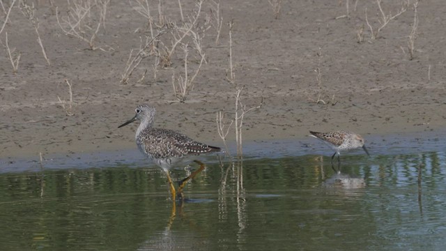 Greater Yellowlegs - ML465837671