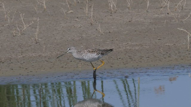 Greater Yellowlegs - ML465837691