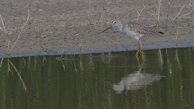 Greater Yellowlegs - ML465837751