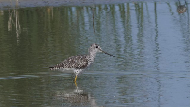 Greater Yellowlegs - ML465837761