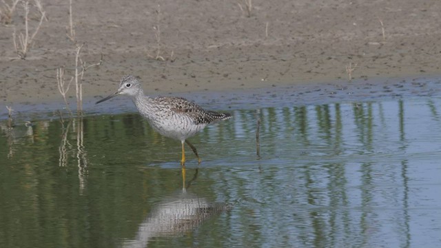 Greater Yellowlegs - ML465837781