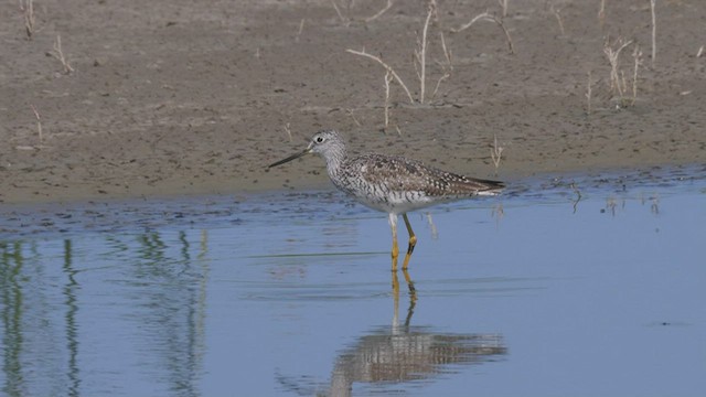 Greater Yellowlegs - ML465837791