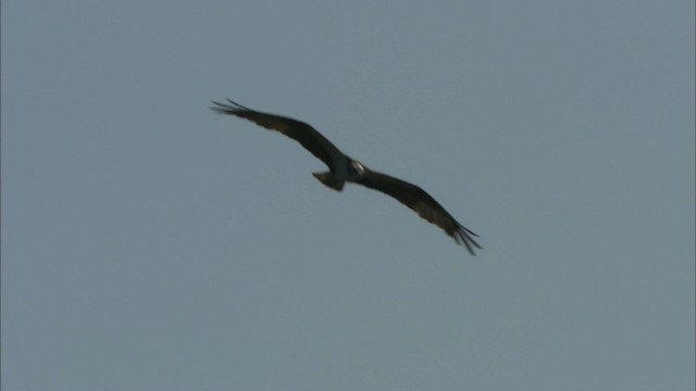 Osprey - ML465838