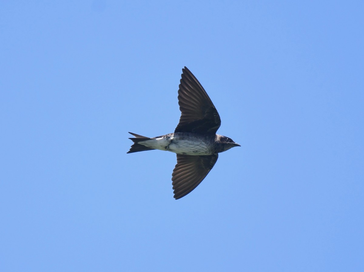 Purple Martin - Peter Paul