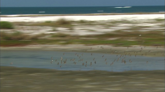 scolopacidé sp. - ML465839