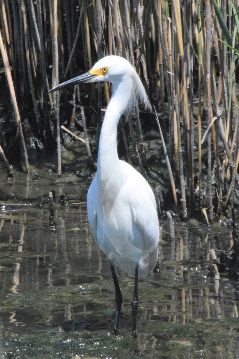 Snowy Egret - John Graham