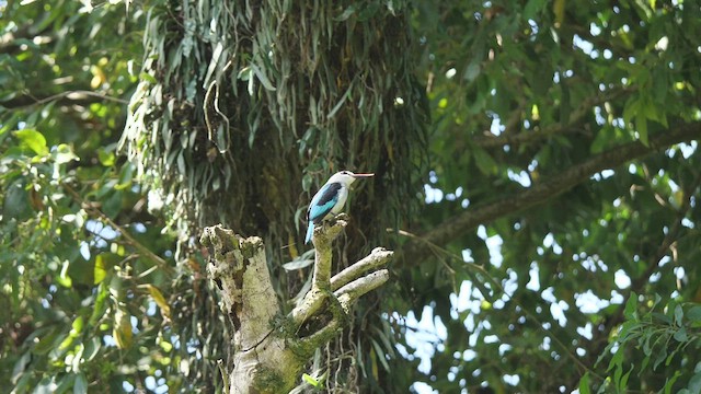 Woodland Kingfisher - ML465840621