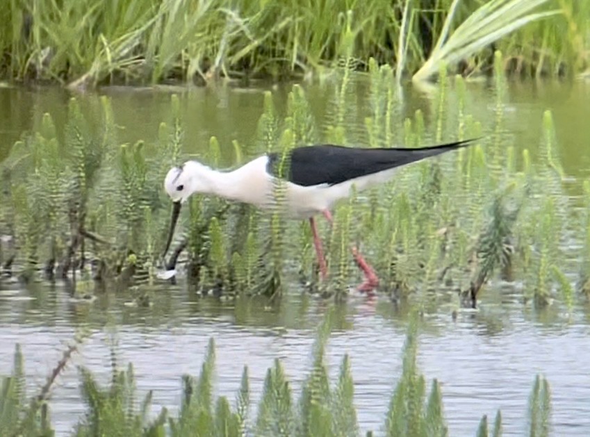 Black-winged Stilt - ML465840711