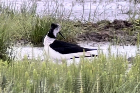 Black-winged Stilt - ML465840721