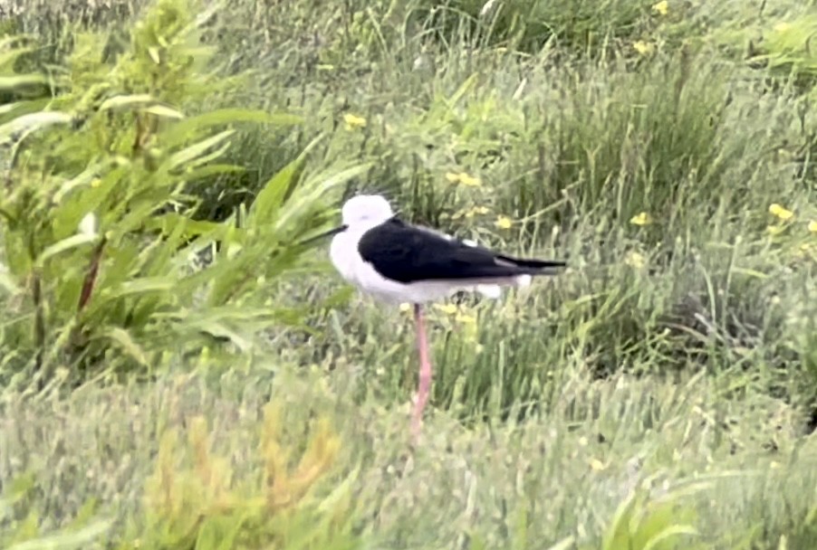 Black-winged Stilt - ML465840731