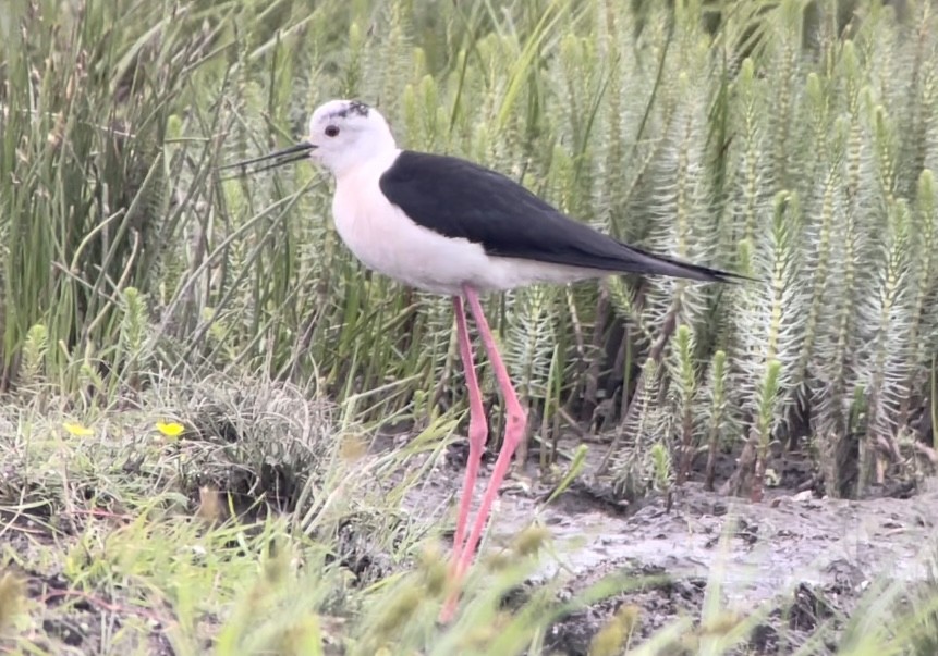 Black-winged Stilt - ML465840741