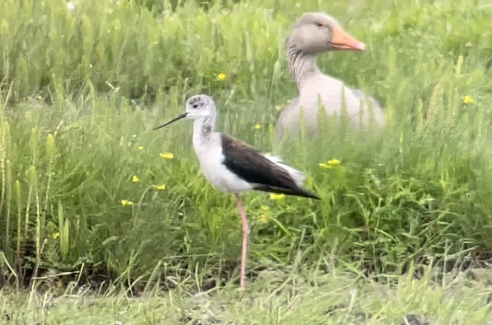 Black-winged Stilt - ML465840751