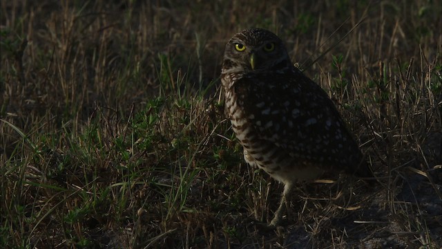 Burrowing Owl (Florida) - ML465841