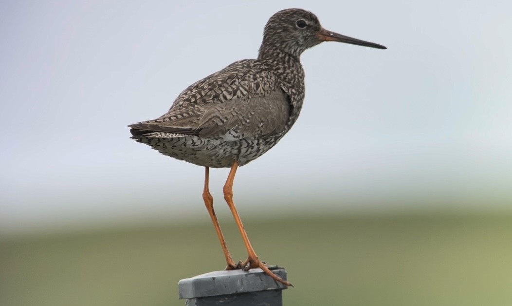 Common Redshank - ML465841711