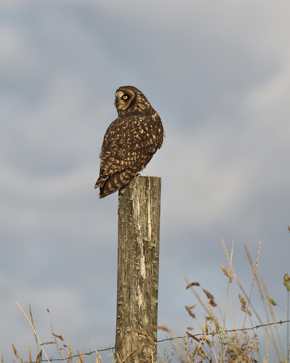 Short-eared Owl (South American) - ML465841751