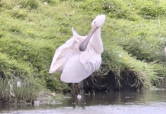 Eurasian Spoonbill - ML465841791