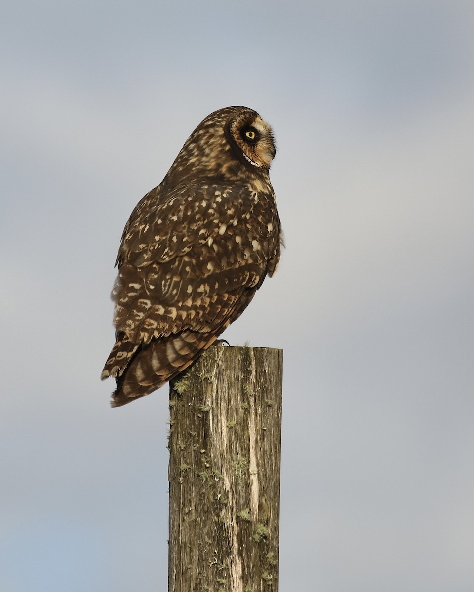 Short-eared Owl (South American) - ML465841811