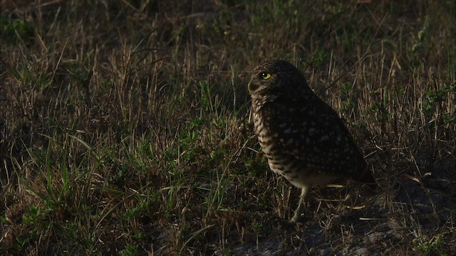 Burrowing Owl (Florida) - ML465842