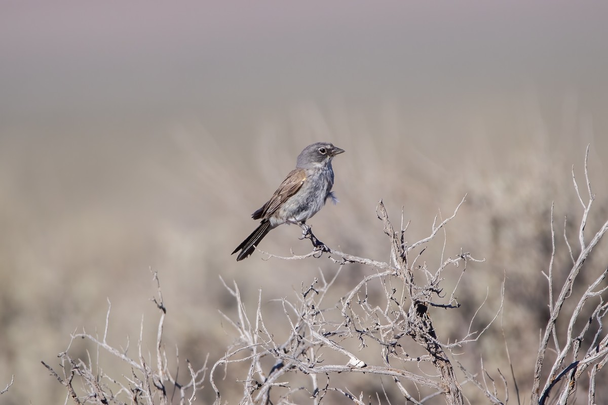 Sagebrush Sparrow - ML465843721